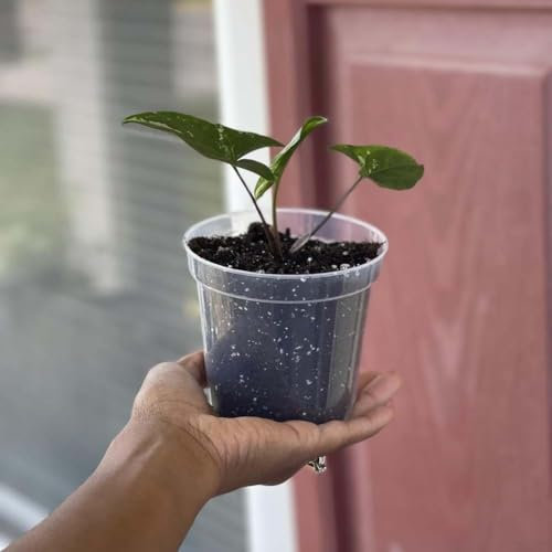 EasyByMall Lot de 10 pots de fleurs en plastique transparent avec trous de drainage, pour intérieur et extérieur (7,6 cm)