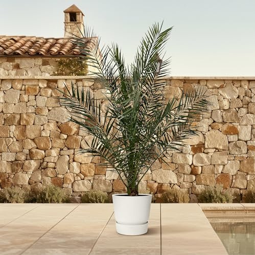 Kanarische Dattelpalme Phoenix Canariensis - 27cm Topf 180 cm hoch