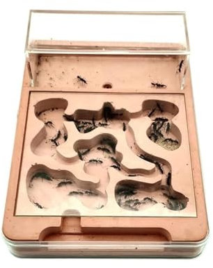 MOBAAK Ameisenfarm Ameisen Farm Ameisenfarm Burg Gips Flugzeug Ameisenburg Mit Jagdgebiet Gips Ameisenhaufen Werkstatt Ameisenfarm Ameisenfarm Erwachsener