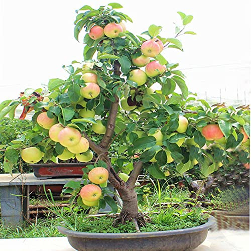 Cipolle ornamentali a forma di albero di melo, resistenti al freddo, durevoli, tollerabili, adatti agli insetti, 4 rizoma