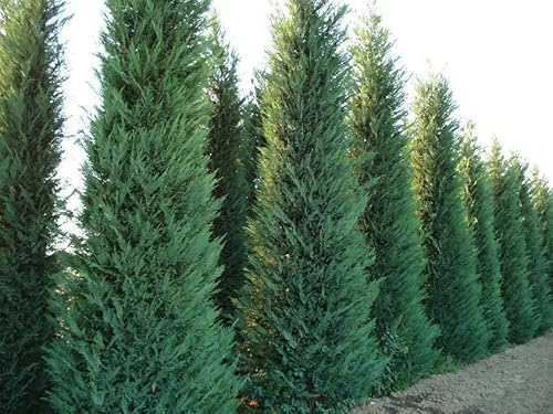 Cipresso di Leyland Cupressocyparis leylandii pianta da siepe in vaso h 60/80 cm Vivaio di Castelletto