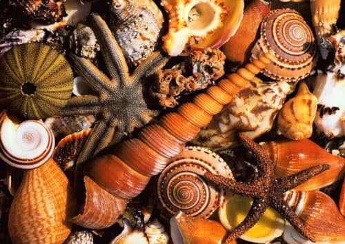 Postkarte blanko Beach Souvernirs Muscheln