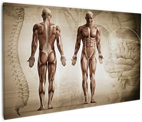 Wallario Leinwandbild Anatomie Mensch II - Wandbild 60 x 90 cm: Kunstdruck | Brillante lichtechte Farben | hochauflösend | verzugsfrei
