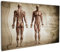 Wallario Leinwandbild Anatomie Mensch II - Wandbild 60 x 90 cm: Kunstdruck | Brillante lichtechte Farben | hochauflösend | verzugsfrei