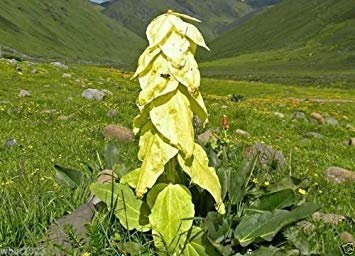 Sedum middendorfianum var. Striatum (100 Samen) kriechend, ausbreitend, Bodendecker