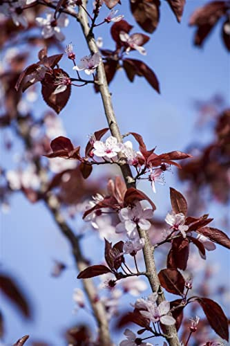 Blutpflaume 'Nigra' 100-125 cm Topf Prunus cerasifera winterhart Ziergehölz | Prunus cerasifera, sommergrün, dunkelrotes Laub, rosa Blüte März-April, sonnig bis halbschattig, winterhart bis -20 °C