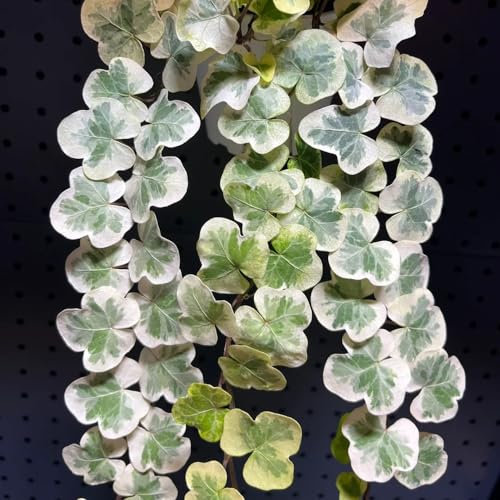 50 pcs Efeu Pflanze Samen - Kletterpflanzen Winterhart, Deko Pflanzen Efeu Samen Indoor - Hedera nepalensis - Wohnzimmer Deko, Hängepflanze Topfpflanzen Echt, Geschenk Garten Winterharte