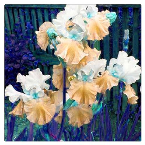 Schwertlilie Zwiebeln,lilium zwiebeln, Schwertlilien Winterharte Mehrjährig,Iris Rhizome,Schwertlilie Pflanze,Schwertlilien Winterhart Staude-3 Knollen-D