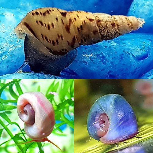 AquaLife UK 10x Aquarium Snails, 3 different types, Freshwater Algae Cleaners, Aquarium Pack