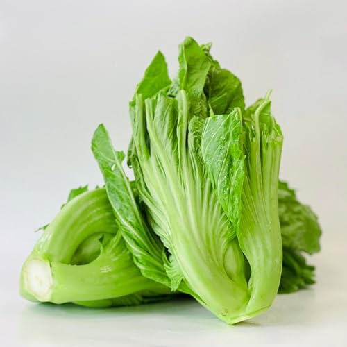 KVITER 500 Chinese Mustard GAI Choy Seeds (Brassica Juncea) – Heirloom Kai Choy Asian Vegetable Seeds for Planting Outdoors & Indoor Garden, Frost-Tolerant, – Ideal for Patio, Pots, and Raised Beds