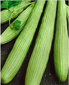 20 Stück/Lot Gurke in Rot, Gelb, Weiß, Gurke für Garten, Balkon, Leben im Freien, sieben Arten von Obst und Gemüse, 4