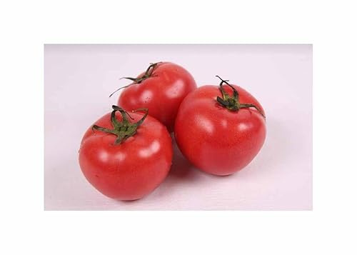 Stk - 10 Korn Tomaten Pannovy F1 Garten Pflanzen - Samen F-S362 - Seeds & Plants Shop by Ipsa