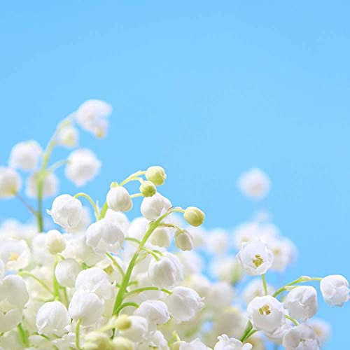15 Stück Maiglöckchen Zwiebeln Diese Art von magischen glockenförmigen Blumen Pure White Amazing Cut Flowers Frühling und Sommer blühende Garten Terrasse Terrasse Pflanzen