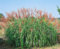 Miscanthus sinensis 'Septemberrot' - Chinaschilf, rote Blütenrispen, Blütezeit Spätsommer, ideal für Rabatten, winterhart, pflegeleicht