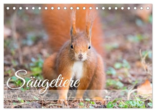 Säugetiere vor der Kamera (Tischkalender 2026 DIN A5 quer), CALVENDO Monatskalender: Sie sehen heimische Säuger in ihrer Umgebung (CALVENDO Tiere)