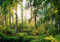 wandmotiv24 Fototapete Wald Bäume Sonne, XS 150 x 105cm - 3 Teile, Wanddeko, Wandbild, Wandtapete, Natur Blätter grün M6743