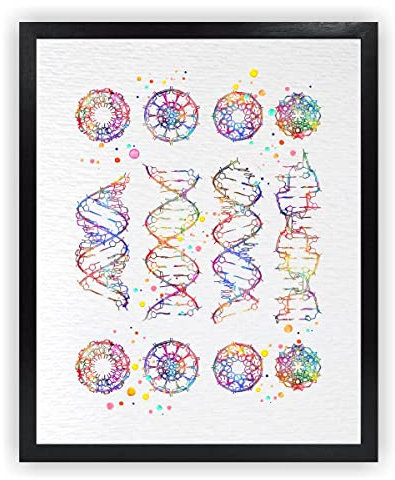 Dignovel Studios 28.9x35.6 cm, ungerahmt DNA Helix Molecule A-B-C-Z-DNA Aquarell-Kunstdruck, medizinische Kunst, Wissenschaft, Kunst, Biologie, DNA Kunst Home Office Wandbehang Poster DN682