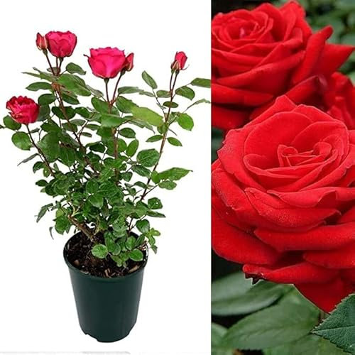 Rose Bush Showbiz! - Floribunda Red Rose Bush for The Garden in a 3 Litre Pot (2 Plants)