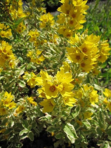 Panaschierter Goldfelberich - Tüpfelstern - Lysimachia punctata Variegata