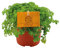 Trendyplants special - Pilea Depressa - Zimmerpflanze - Höhe 10-20 cm - Topfgröße Ø10.5cm