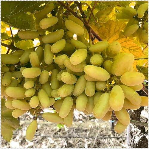 Weinknollen, die kältebeständigen Knollen, kernlose Trauben, süße Trauben und natürliche Weintraubenrhizome-1 Weinreben pflanzen-B