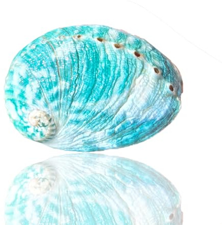Gros coquillages naturels, 1 coquillage d'ormeau véritable, rare et vert, de 8 à 9 cm, idéal for la décoration d'aquarium ou les fêtes thème