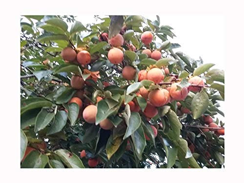 Sharon Fruit, Diospyros kaki, Japanese Persimmon, Edible, Fruit, Cinnamon Coloured Flesh, 5-7cm Tall, Seedling (Needs to be Grown in its Pot Until Summer 2023)