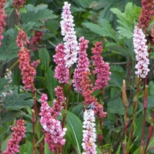 6 x Persicaria Affinis 'Darjeeling Red' - Knöterich Topf 9x9cm