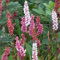 6 x Persicaria Affinis 'Darjeeling Red' - Knöterich Topf 9x9cm