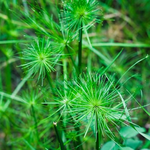 50 pcs echter papyrus samen, samen geschenk, blumengarten, papyrus pflanze kaufen (Cyperus papyrus) ostergeschenk, pflanzen balkon winterharte pflanzen, bodendecker winterhart wasserpflanzen,