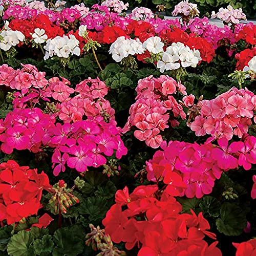 Mélanger Des Graines De Géranium Zonal Pelargonium Hortorum Graines De Plantes D'Intérieur Vivaces Annuelles