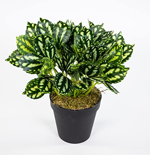 Seidenblumen Roß Zebrapflanze 28cm grün-weiß im Topf ZF Kunstpflanzen künstliche Pflanzen