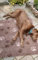 Original Drybed rutschfest in braun Pfote, Größe 100x80cm, Hundebett, Liegedecke, Hundedecke,Ruheplatz, Trocken