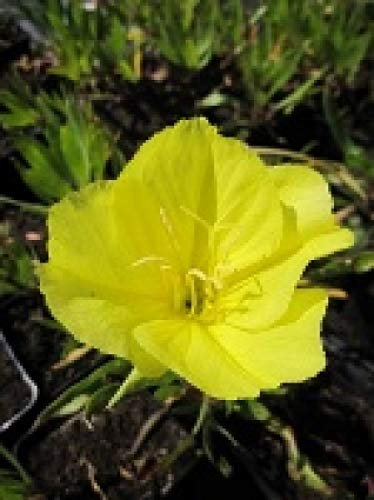 Missourie-Nachtkerze - Oenothera missouriensis (macrocarpa) Stückzahl Rabatt Einzelpreis