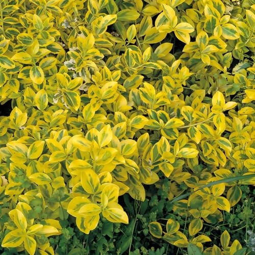 Kletter-Spindelstrauch Emerald Gold 1L - Ein beliebter immergrüner Kletterer