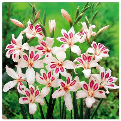 Winterhartes Pflanzen,Große Blüten, Gladiolen zwiebeln, Gesund,Blumenzwiebeln,Gladiolen Pflanze Zwiebeln Winterharte MehrjäHrig