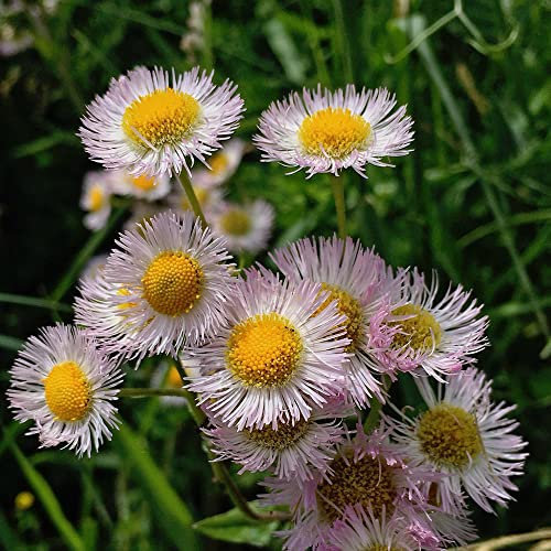 Semi Di Margherita Semi Di Fiori Perenne Hardy Semi Di Fiori Selvatici Copertura Del Terreno Piante Perenni Decorazione Floreale Semi Di Prato Di Fiori Autunnali Piante Resistenti 300 Semi Margherita