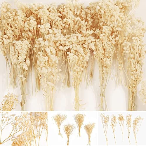 Oning 65 pcs Mini Schleierkraut Trockenblumen, Echt Gypsophila getrocknet - über 4000 Blütenknospe, 15 cm Klein Schleierkraut Strauß für Hochzeits Dekoration, Haarschmuck, Wohnkultur, DIY