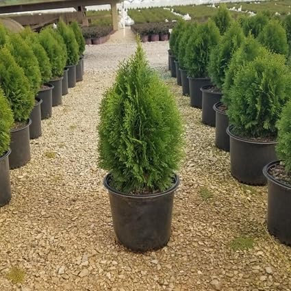 30 semi di albero di tuia