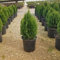 30 semi di albero di tuia