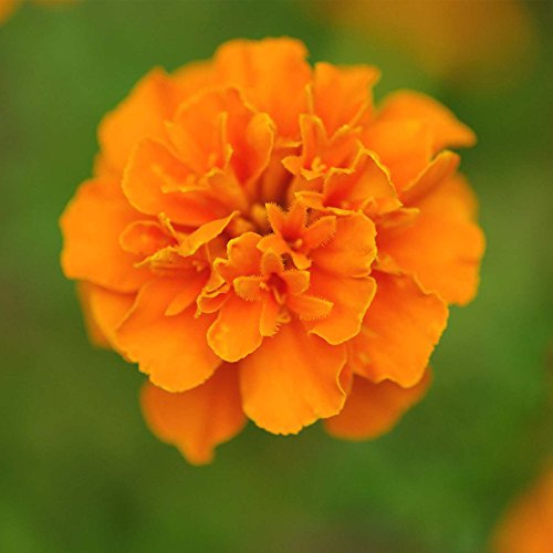 Marigold Seeds - Janie Series - Deep Orange - 100 Seed Packet - Tagetes patula - Non-GMO, Open Pollinated - Flower Gardening