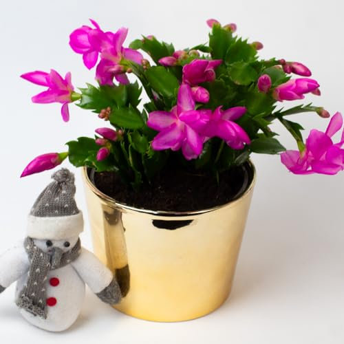 Christmas Cactus | Schlumberger | Houseplant | 13cm Pot (Purple)