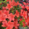 Carbeth Plants Azalea Plant - 2 x Pot of Orange Beauty Japanese Azalea Evergreen Shrub - Azaleas Ready to Plant Outdoor - Pot Plants Outdoor Garden Ready in Pots