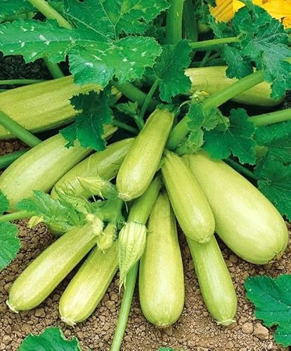 Seeds Zucchini Courgette Squash Bush Type 36 Days Heirloom Vegetable for Planting Non GMO