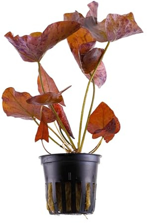Nymphaea Lotus with Leaves Potted (Tiger Lotus)