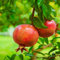 Melograno da frutto Punica granatum Wonderful pianta in vaso 1 litro h. 150/200 cm Vivaio di Castelletto