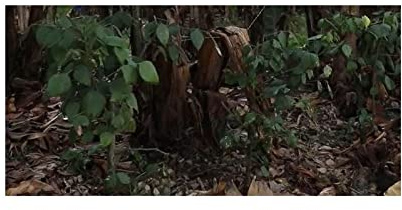 Stk - 10x Piper reticulatum Strauch Garten Pflanzen - Samen ID1025 - Seeds & Plants Shop by Ipsa