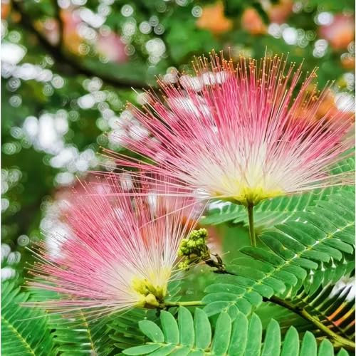 200 pcs seidenbaum winterhart samen gewächshaus balkon bonsai baum zierbaum winterhart bäume kaufen blumendeko bienenweide saatgut pflanztopf bäume garten winterhart pflanzenkübel