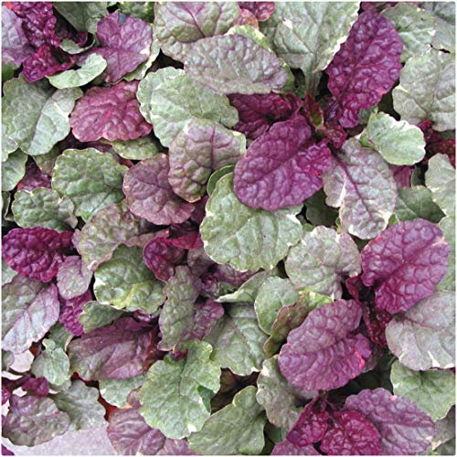 Ajuga 'Sugar Plum' X 3 Plug Plants Hardy Perennial Carpet Bugle