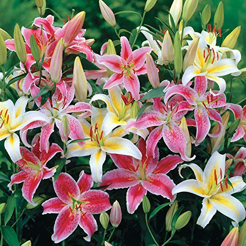 Orientalische Lilien Kollektion (2-6Pflanzen/Zwiebeln) Mix Von 3 Sorten Für Garten,3 Von Jeder Farbe,Lilien Zwiebeln Winterhart Mehrjährig,Garten Lilien Pflanzen (4Zwiebeln,B)
